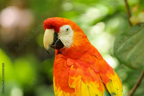 Red Macaw Portrait © LifeGemz