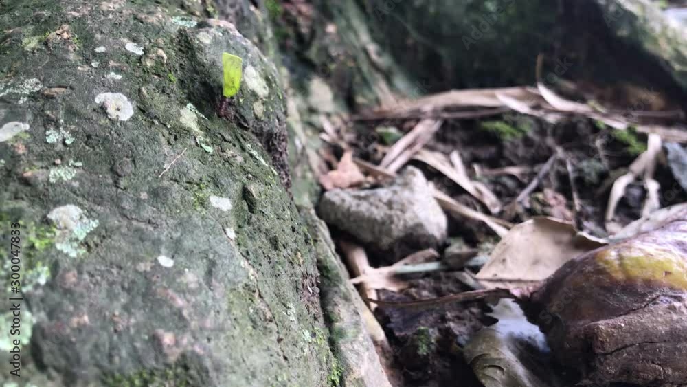 Amazon rainforest macro jungle floor view of a leafcutter ant that has recently defoliated a nearby plant for the colony Amazon rainforest macro jungle floor view of a leafcutter ant that has recently defoliated a nearby plant for the colony