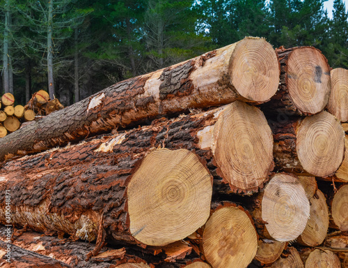 Photography Pine Radiata