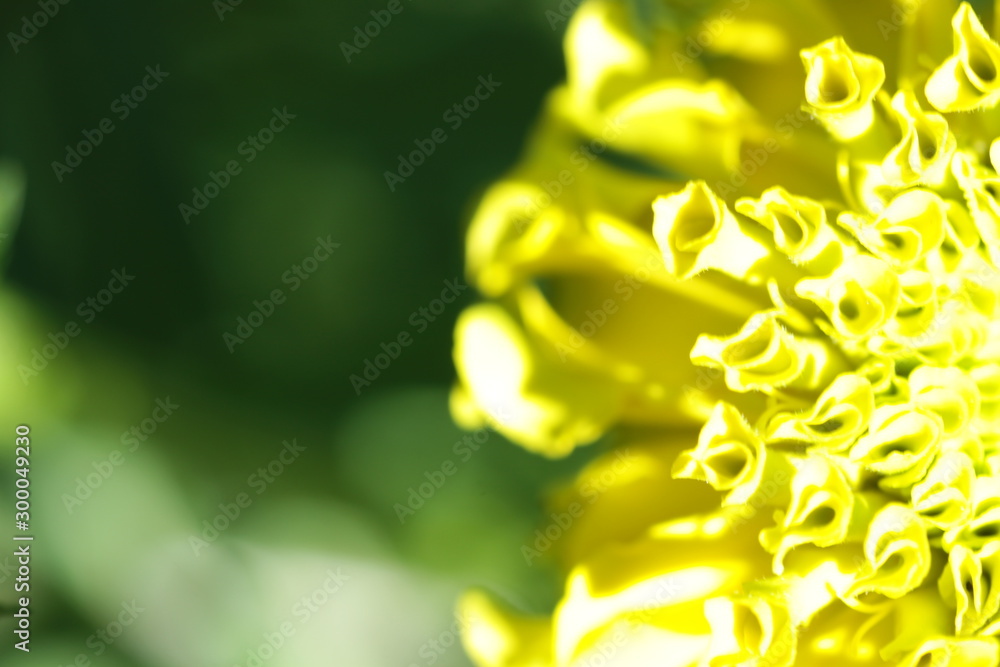 Marygold flower Marygold flower