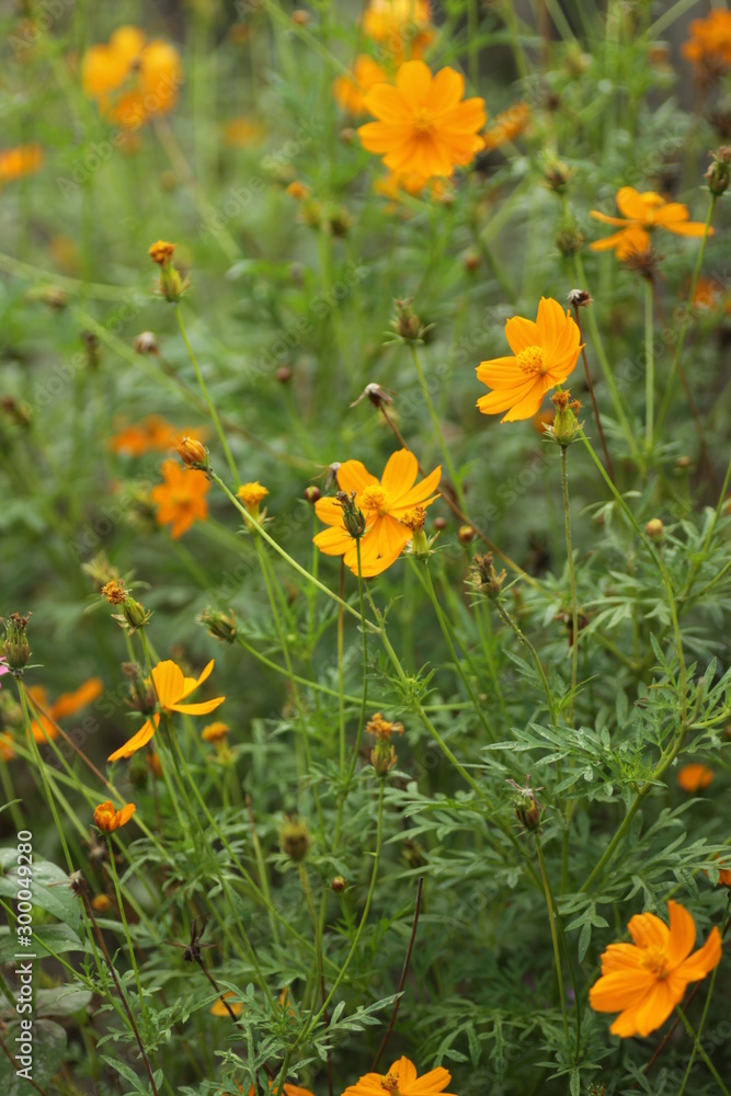 orange cosmos flower