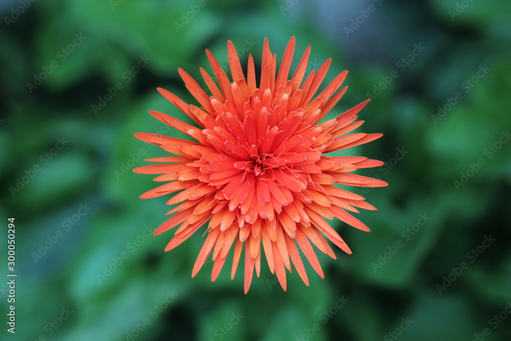 gerbera flower in the garden gerbera flower in the garden
