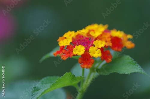 ランタナ（七変化）の花 photo