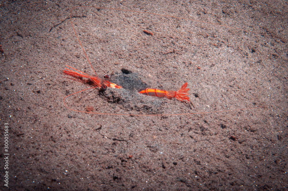 A orange shrimp burrowing in the sand to avoid predators A orange shrimp burrowing in the sand to avoid predators