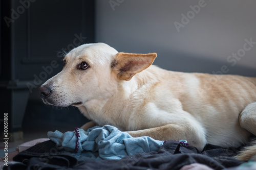 Timid white dog looking scared