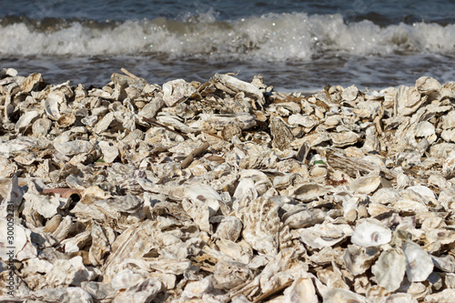 Sea shore covered with oysters and shells thrown out by the storm.