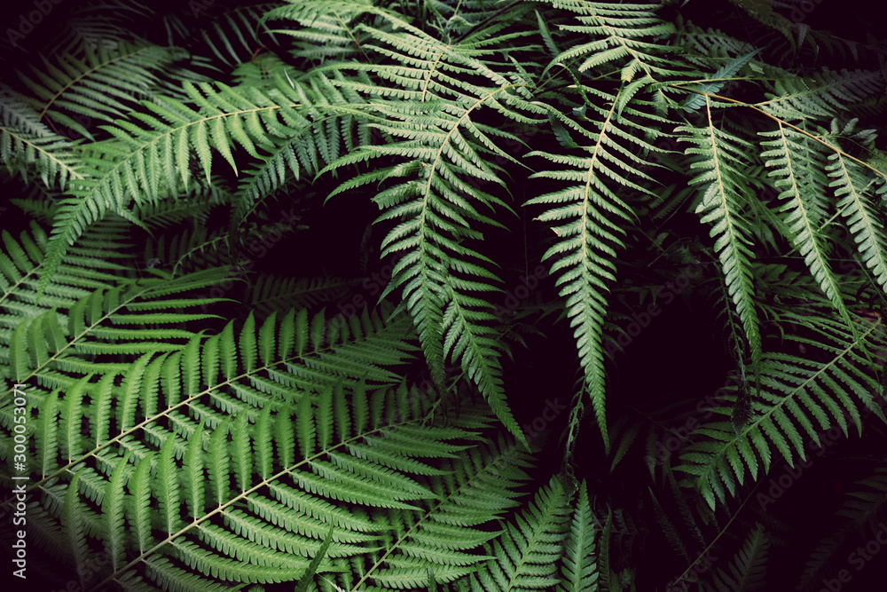 Tropical Green Leaves. Nature background