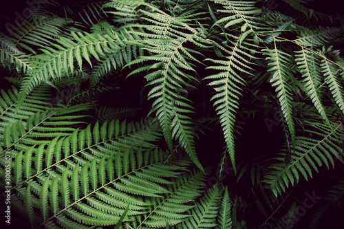 Tropical Green Leaves. Nature background