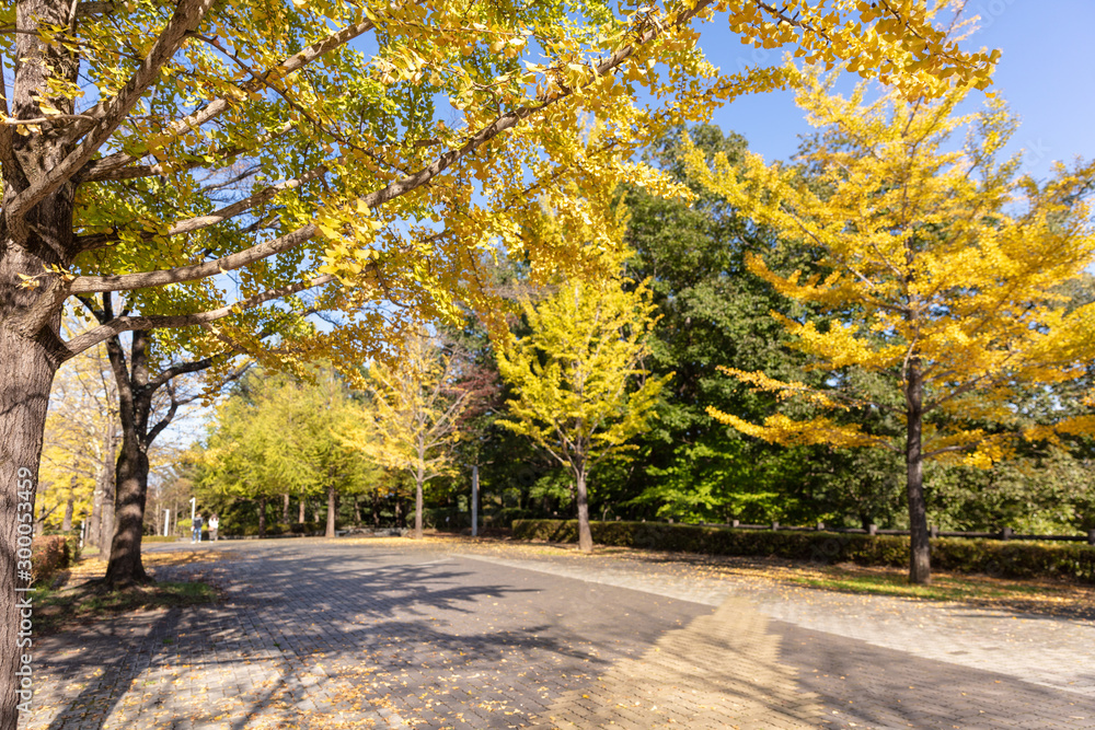 Naklejka premium 秩父ミューズパークの紅葉