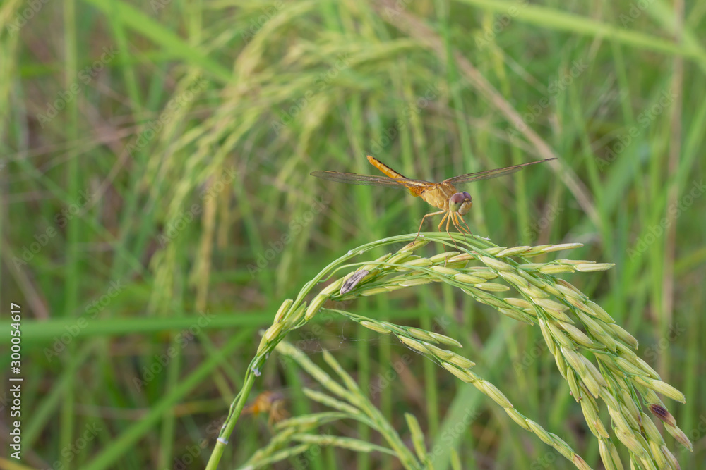 Rice in the field near the harvest time Rice in the field near the harvest time
