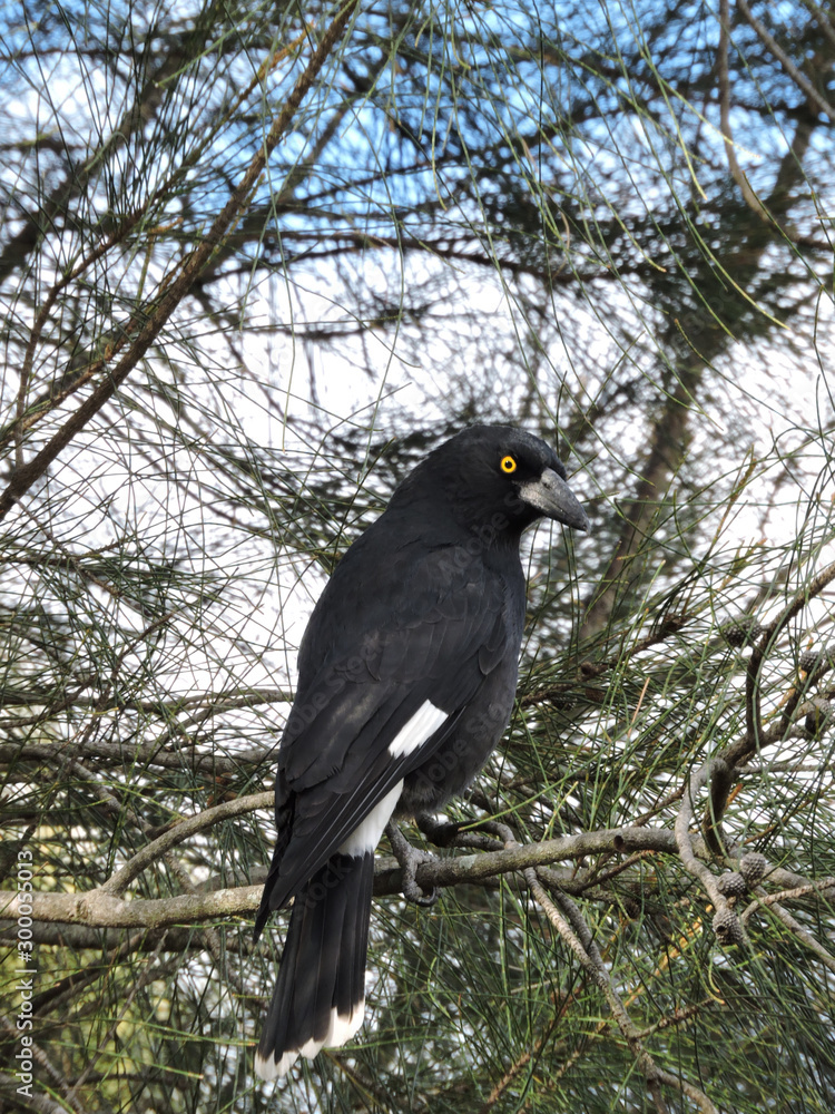 Obraz premium Pied Currawong perched on tree