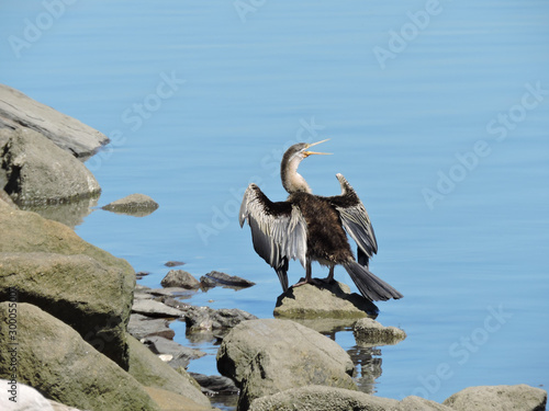 Australasian Darter perched on rock drying its wings