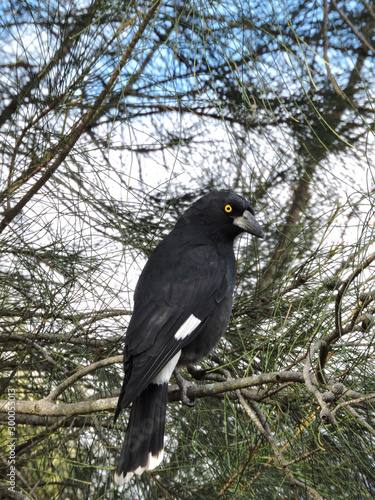 Pied Currawong perched on tree
