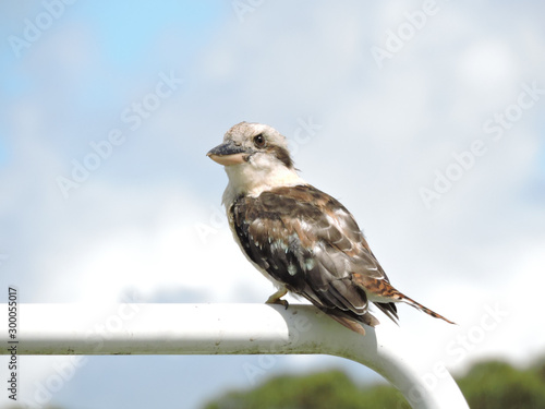 Laughing kookaburra perched on top of goal post