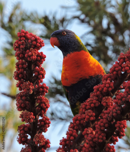 Rainbow lorikeet perched in umbrella tree with red flowers