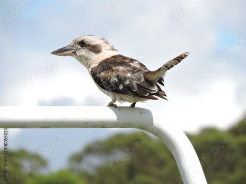 Laughing kookaburra perched on top of goal post