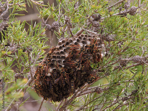 Nest with wasps