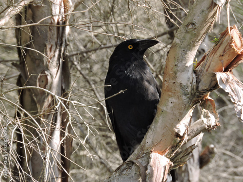 Pied Currawong perched in paperbark tree