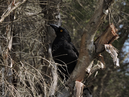 Pied currawong in paperbark tree