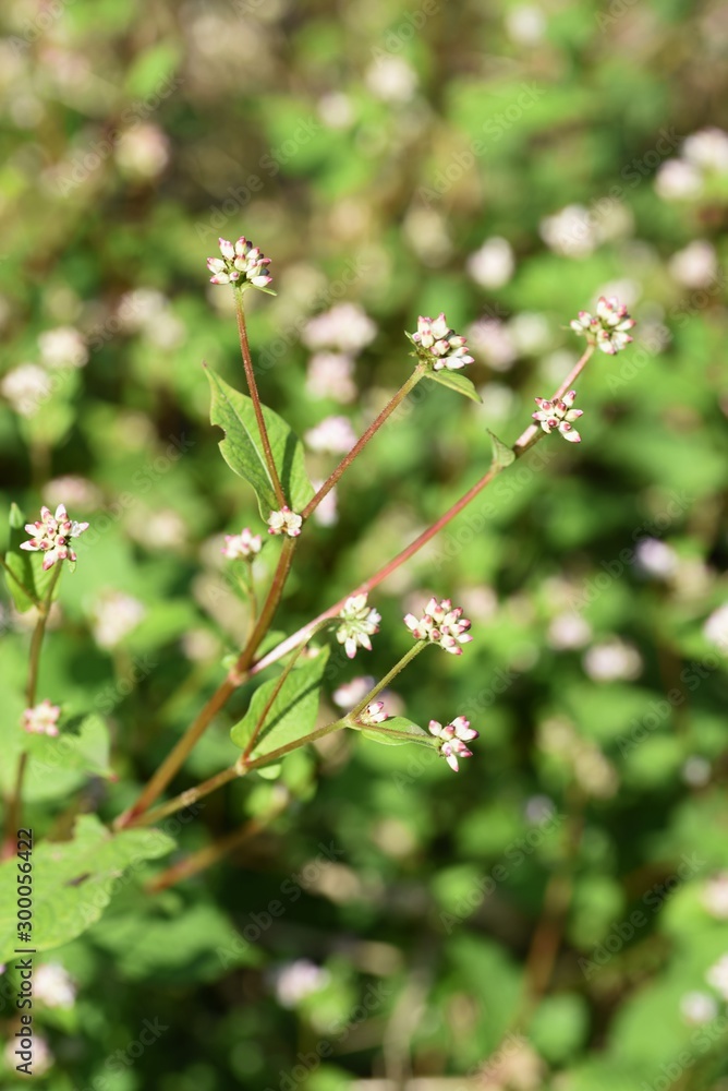 Polygonum thunbergii flowers / Polygonum thunbergii grows on fertile watersides and blooms many pink flowers in autumn. Polygonum thunbergii flowers / Polygonum thunbergii grows on fertile watersides and blooms many pink flowers in autumn.