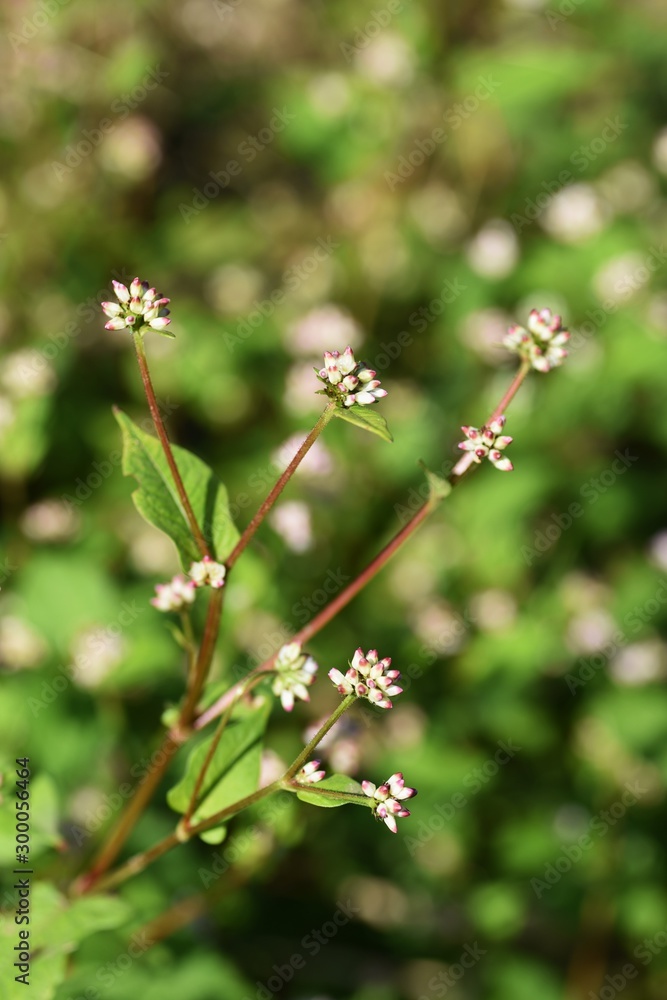 Polygonum thunbergii flowers / Polygonum thunbergii grows on fertile watersides and blooms many pink flowers in autumn. Polygonum thunbergii flowers / Polygonum thunbergii grows on fertile watersides and blooms many pink flowers in autumn.