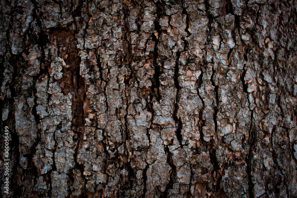 Obraz premium Tree bark