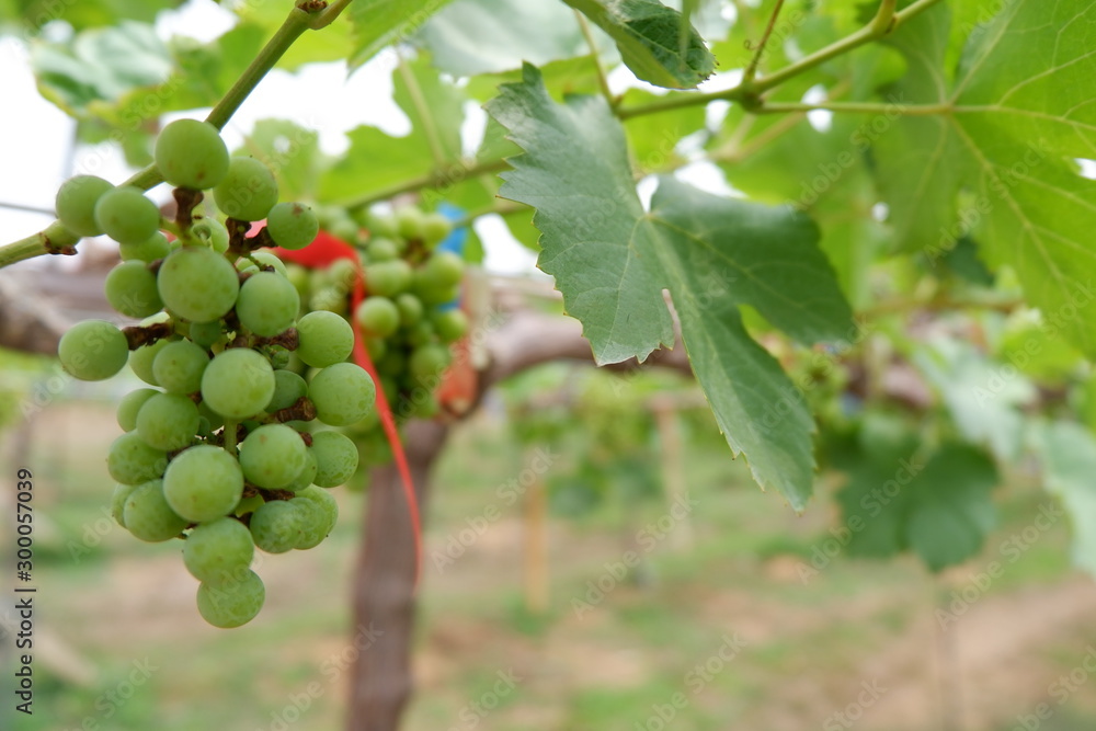 bunch of grapes on the vine bunch of grapes on the vine