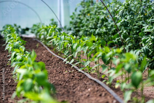 Close up of organic pepper plants and drip irrigation system in a greenhouse - selective focus