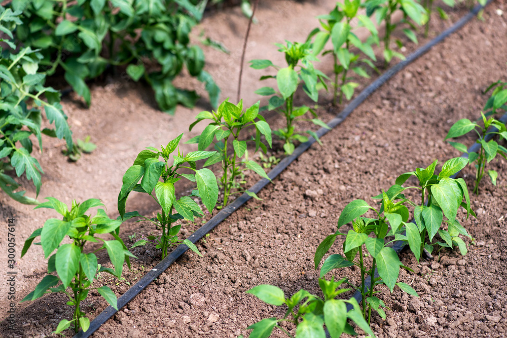 Close up of organic pepper plants and drip irrigation system in a greenhouse - selective focus Close up of organic pepper plants and drip irrigation system in a greenhouse - selective focus