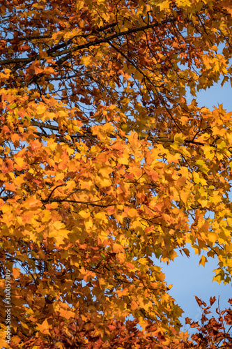 maple trees in the park filled with beautiful golden leaves on the branch on a sunny morning 