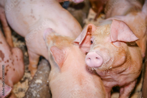Many small piglets on farms in rural areas fed with organic farming. Pigs in the enclosure are mammals.