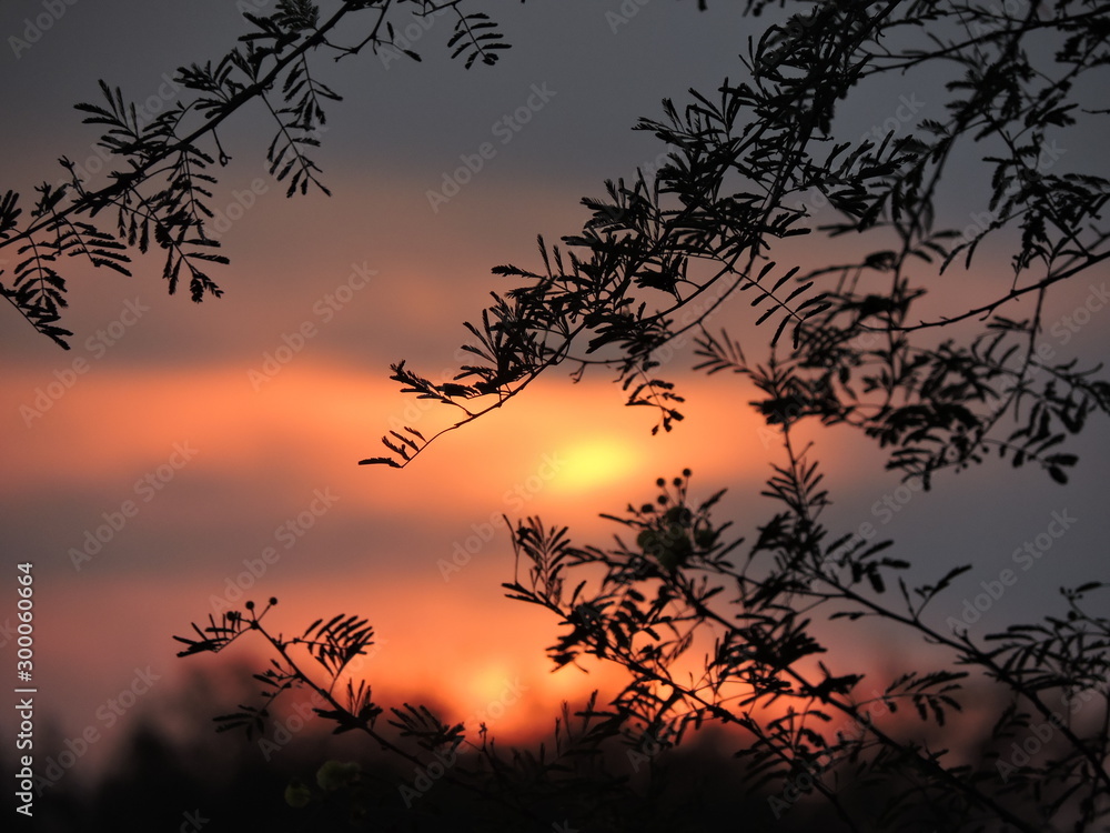 silhouette of a tree at sunset silhouette of a tree at sunset