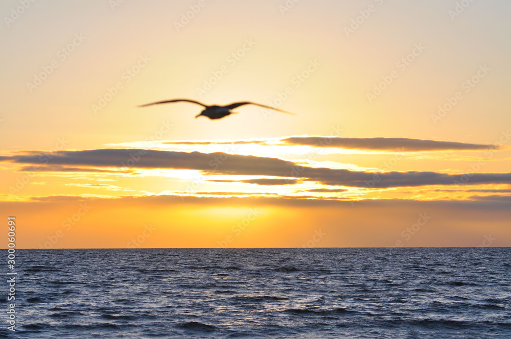 Bird flying over ocean at sunset
