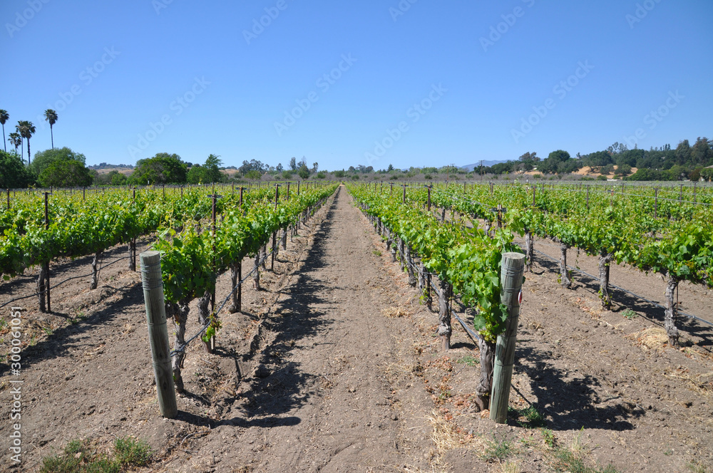 Rows of vineyard plants