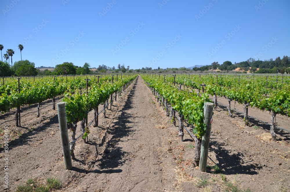 Rows of vineyard plants Rows of vineyard plants
