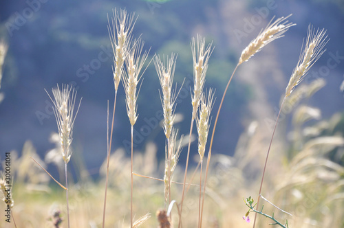 Close up of wheat plants in a field