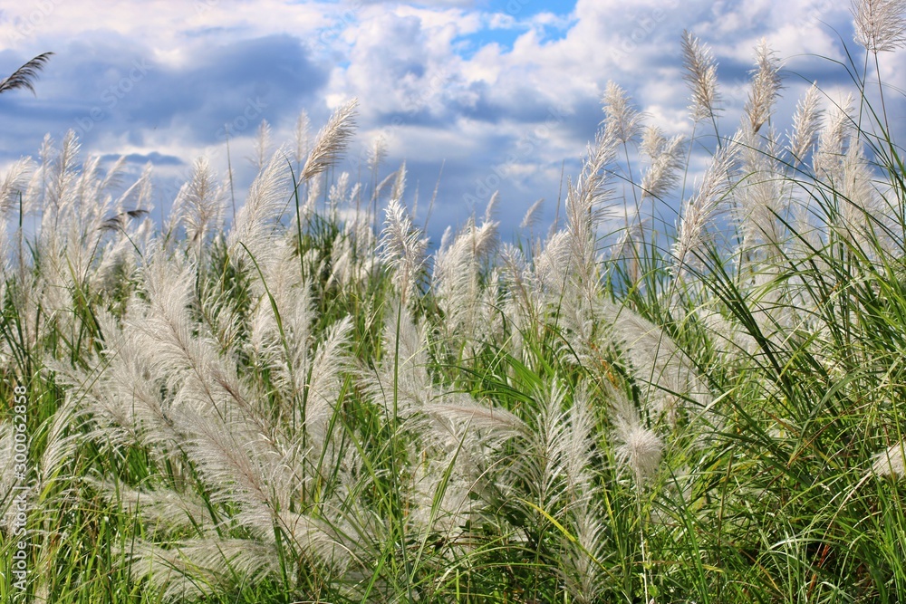 Fototapeta premium winter