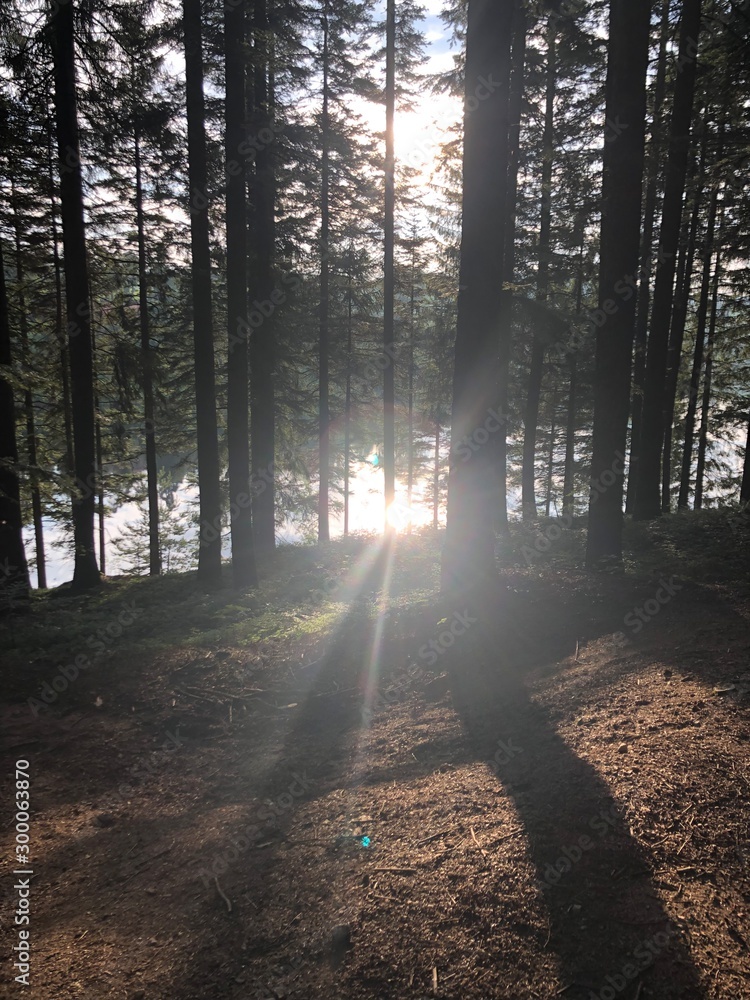 Fototapeta premium road in the forest