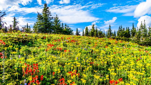 Hiking through the alpine meadows filled with abundant wildflowers. On Tod Mountain at the alpine village of Sun Peaks in the Shuswap Highlands of the Okanagen region in British Columbia, Canada photo