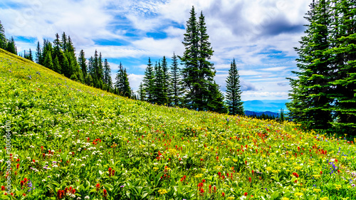 Hiking through the alpine meadows filled with abundant wildflowers. On Tod Mountain at the alpine village of Sun Peaks in the Shuswap Highlands of the Okanagen region in British Columbia  Canada 