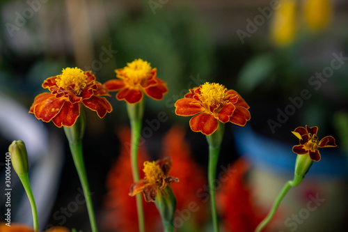 tagetes marigold flower all the whole plant is harvested when in flower and distilled for its essential oil. The oil is used in perfumery