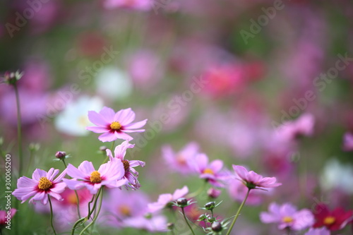 日本に咲いているコスモス © YAMASA