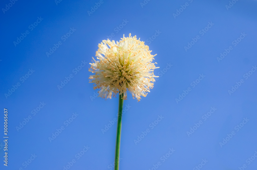 Dandelion seeds with a bright blue background, suitable for making wallpaper