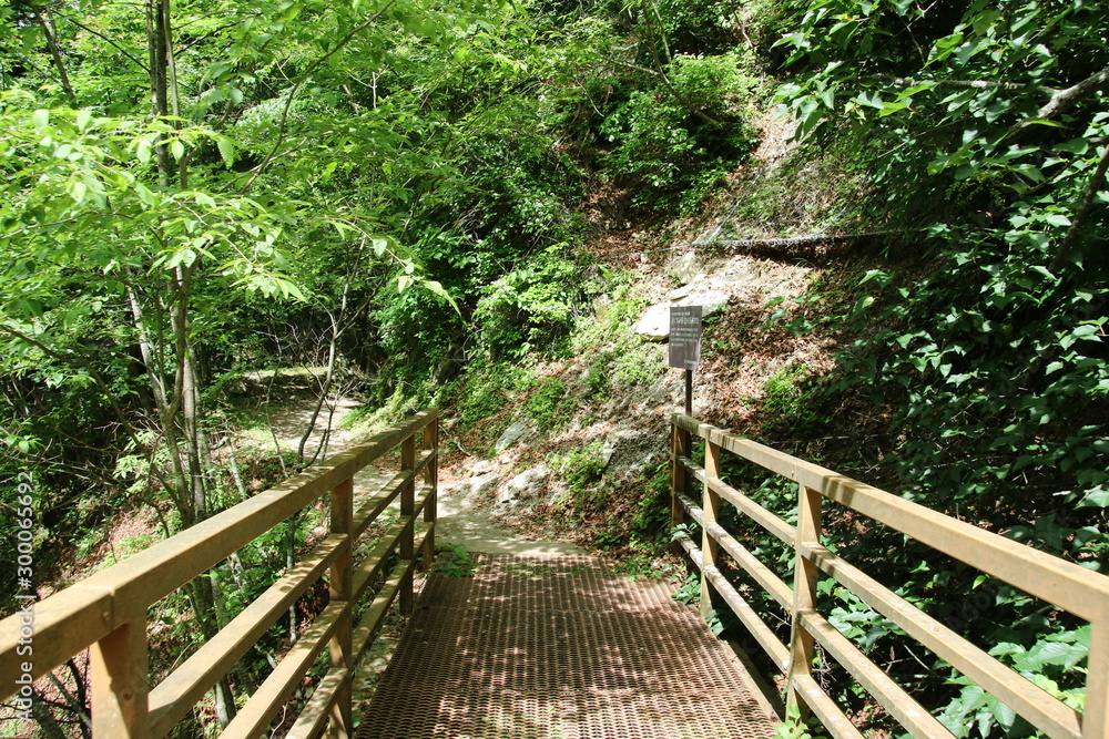 Obraz premium 西沢渓谷の登山道