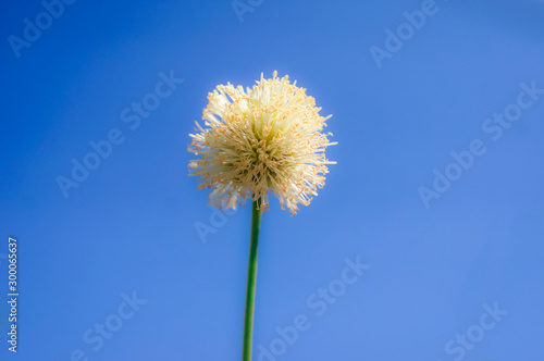 Dandelion seeds with a bright blue background  suitable for making wallpaper