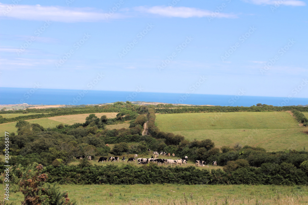 Fototapeta premium Normandie - Prairie