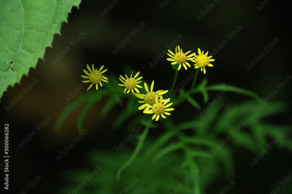 黄色い花 黄色い花