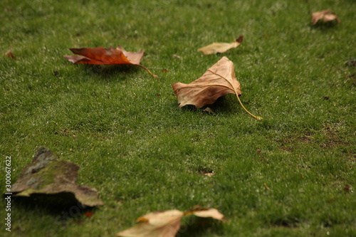 Leaves of Autum on bowling green