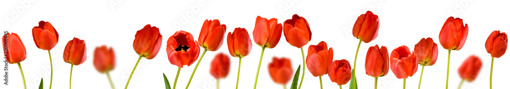 isolated image of beautiful tulip flowers close-up isolated image of beautiful tulip flowers close-up