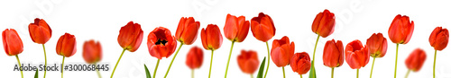 isolated image of beautiful tulip flowers close-up